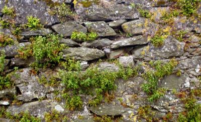 Dingle town wall