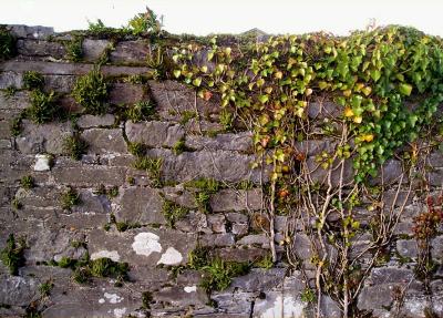 Cahirciveen Workhouse wall