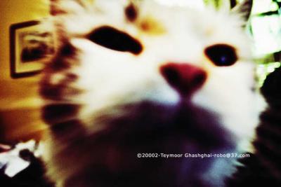 Cat_8644_RT8-d.jpg