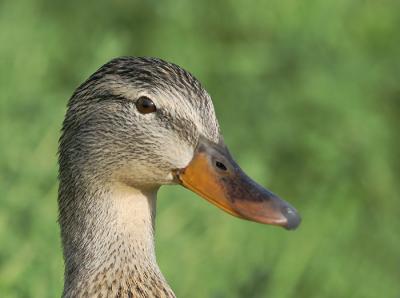 Mallard, female