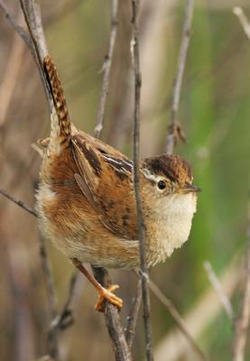 Marsh Wren