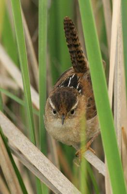 Marsh Wren