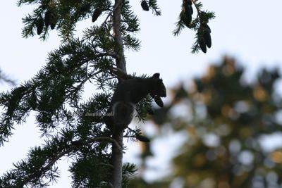 SquirrelHoldingPinecone.jpg