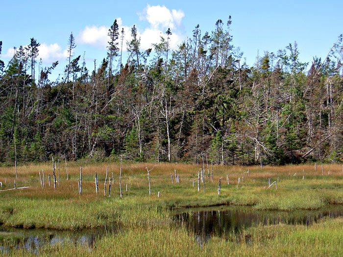 Salt Marsh.
