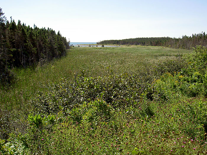 Lawrencetown Abandoned Railroad Trail.