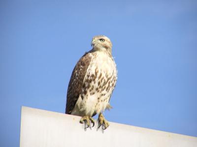 01-15-04 hawk6.jpg