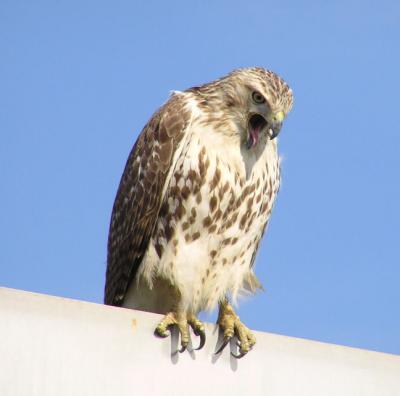 01-15-04 hawk7.jpg
