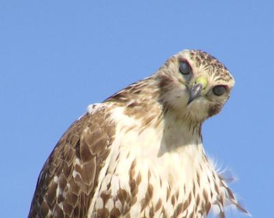 01-15-04 hawk8.jpg