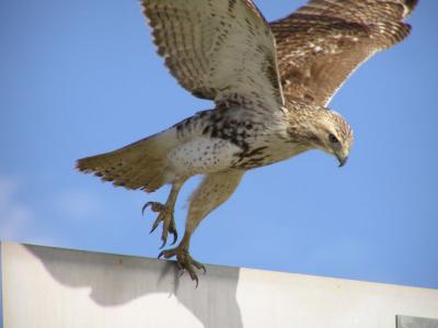 01-15-04 hawk9.jpg
