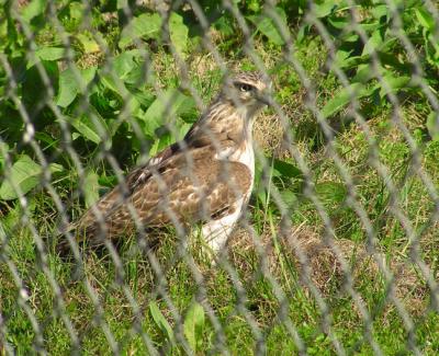 01-15-04 hawk10.jpg