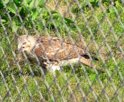 01-15-04 hawk13.jpg
