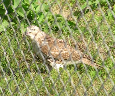 01-15-04 hawk14.jpg