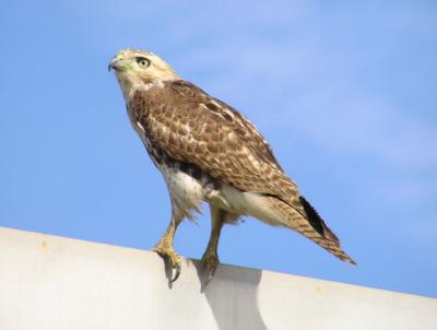 01-15-04 hawk15.jpg