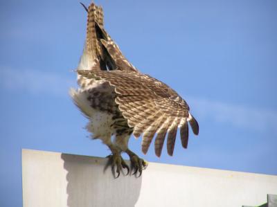 01-15-04 hawk2.jpg