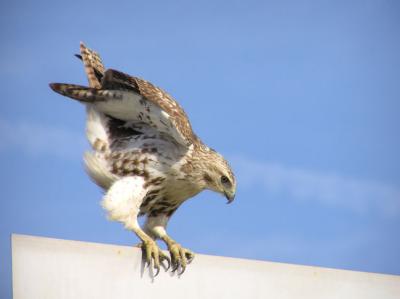 01-15-04 hawk3.jpg