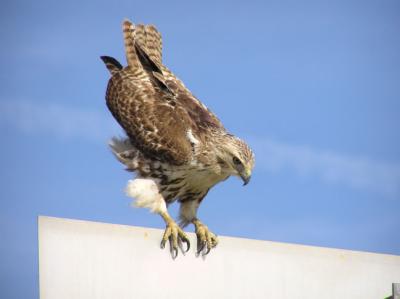 01-15-04 hawk4.jpg