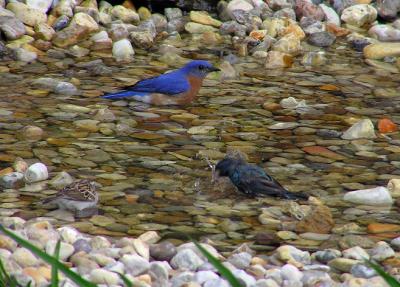 04-08-05 blue chipper indigo.jpg