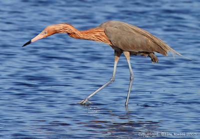 30845  Reddish Egret