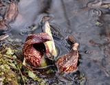 Skunk Cabbage 2