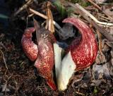 Skunk Cabbage 1