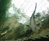 Bull shark