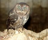 Burrowing owl