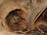 Kinkajou