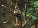 Pale-faced saki