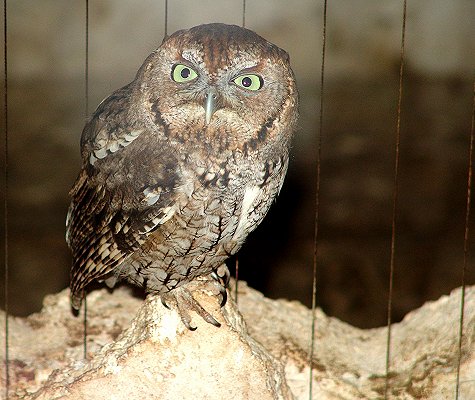 Burrowing owl