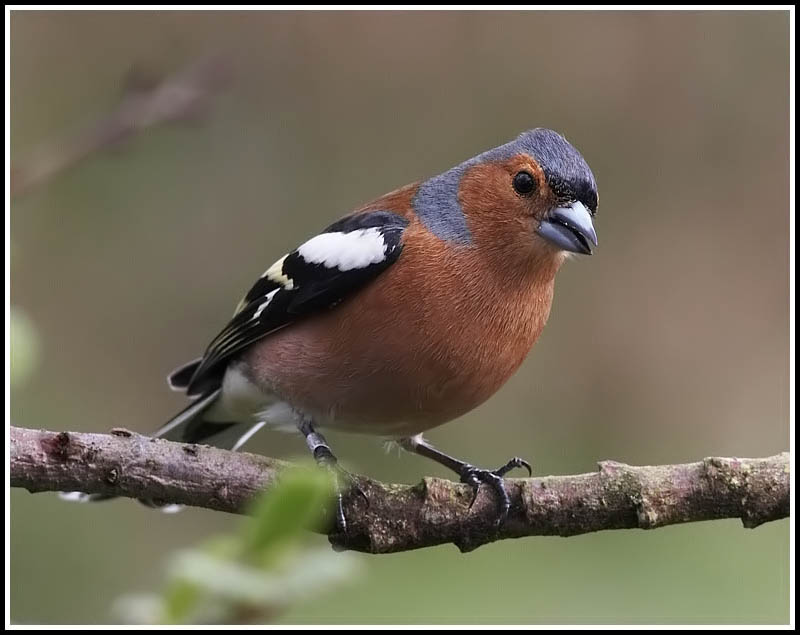 Chaffinch (male)