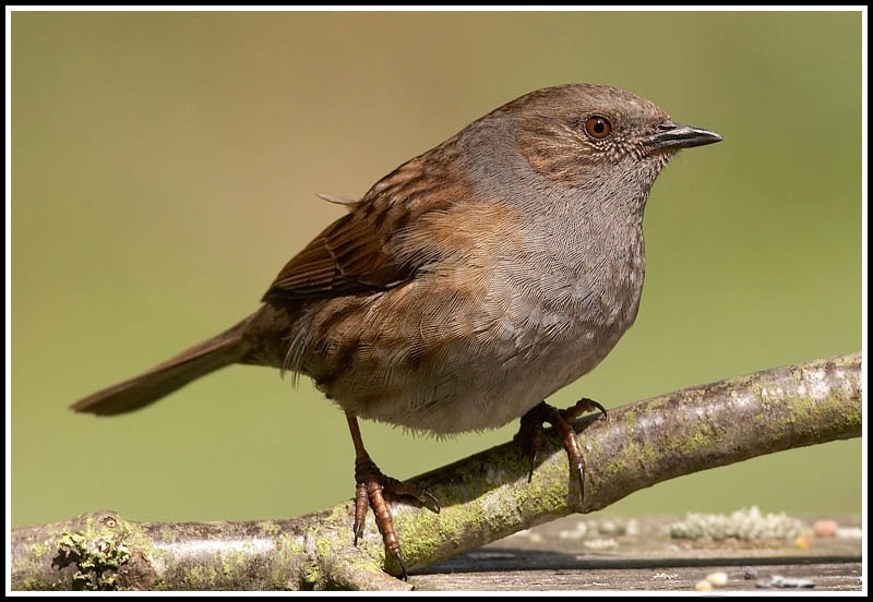 Dunnock