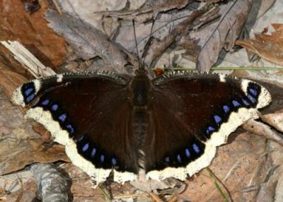 Mourning Cloak - Nymphalis antiopa