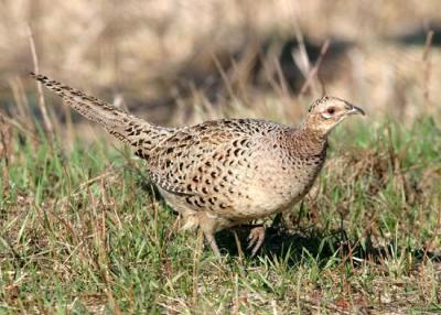 Ring-necked Pheasant Phasianus colchicus (female)