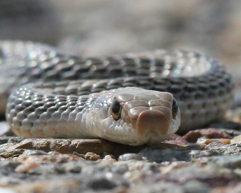 Patch-nosed Snake