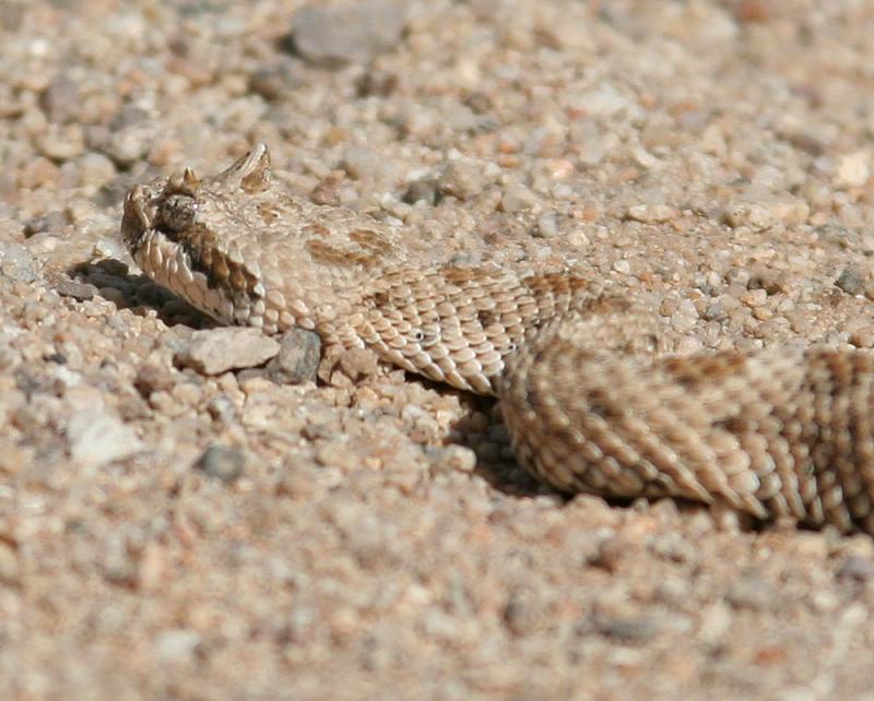 Sidewinder Rattlesnake