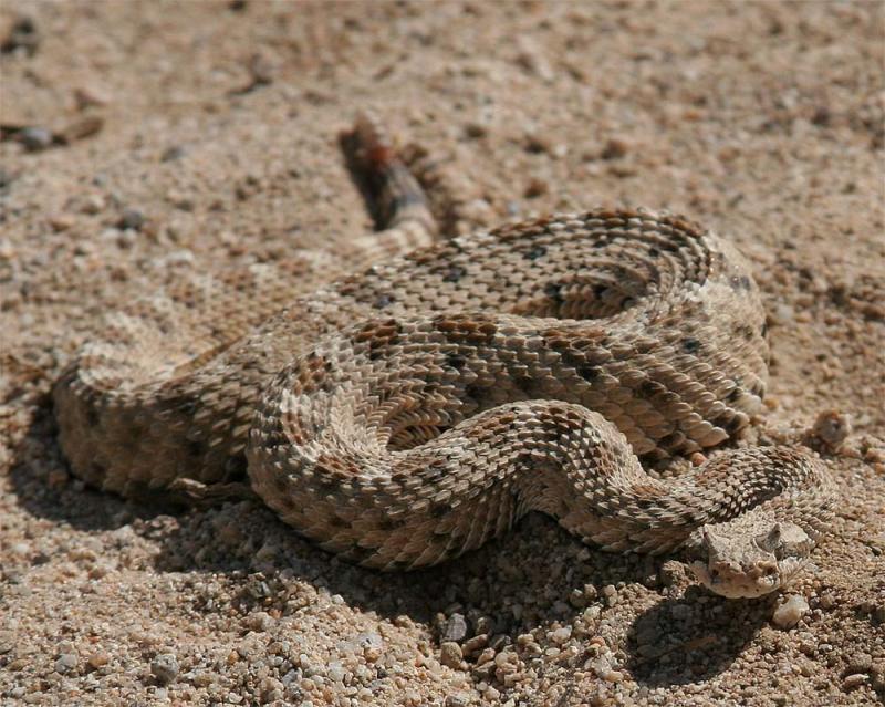 Sidewinder Rattlesnake