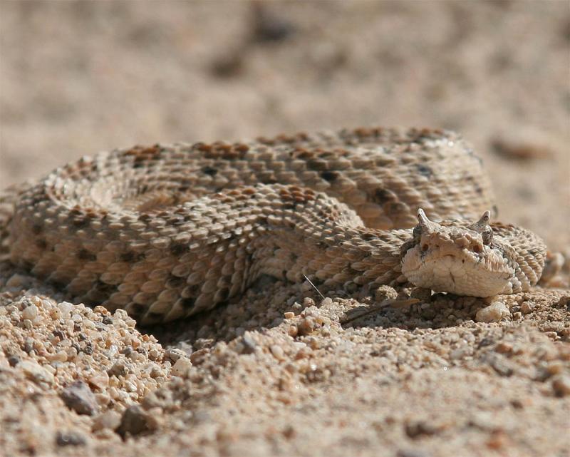 Sidewinder Rattlesnake