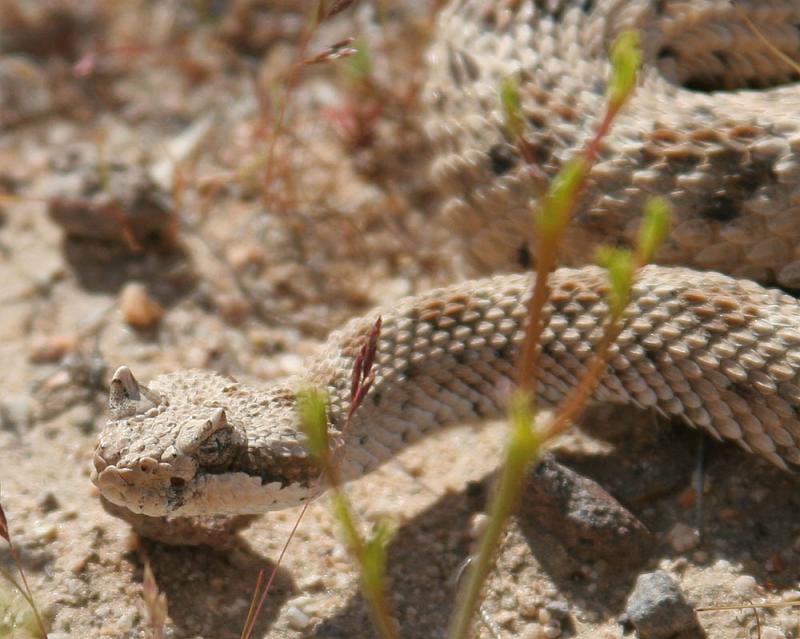 Sidewinder Rattlesnake
