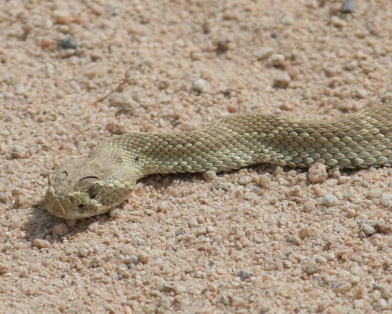 Mojave Green Rattle Snake
