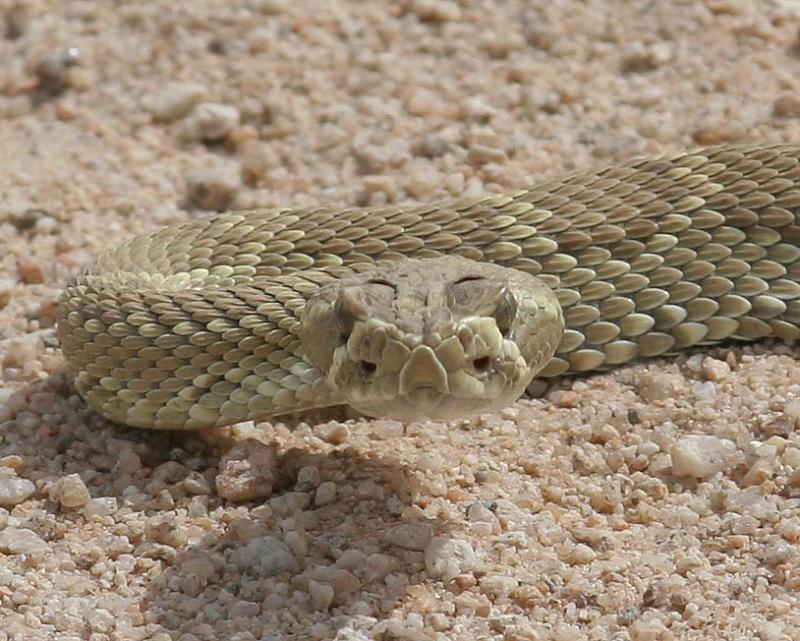 Mojave Green Rattle Snake
