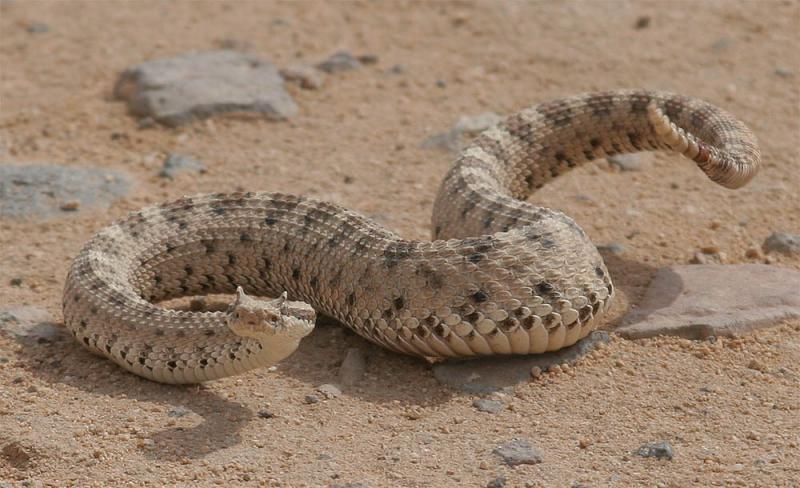 Sidewinder Rattle Snake