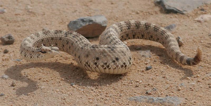 Sidewinder Rattle Snake