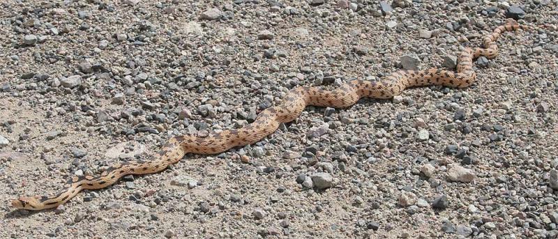 Gopher Snake