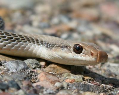 Patch-nosed Snake