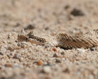 Sidewinder Rattlesnake