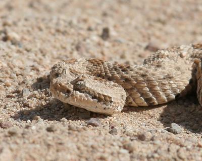 Sidewinder Rattlesnake