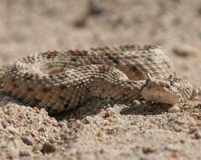 Sidewinder Rattlesnake