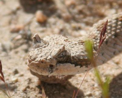 Sidewinder Rattlesnake