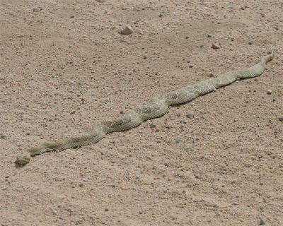 Mojave Green Rattle Snake