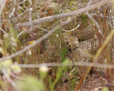 Mojave Green Rattle Snake